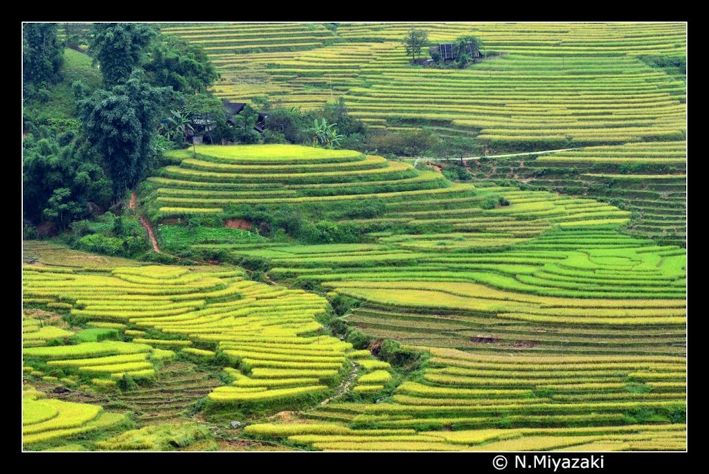 Rice Paddy Art - Lao cai - Sapa by Miyazaki Norihito