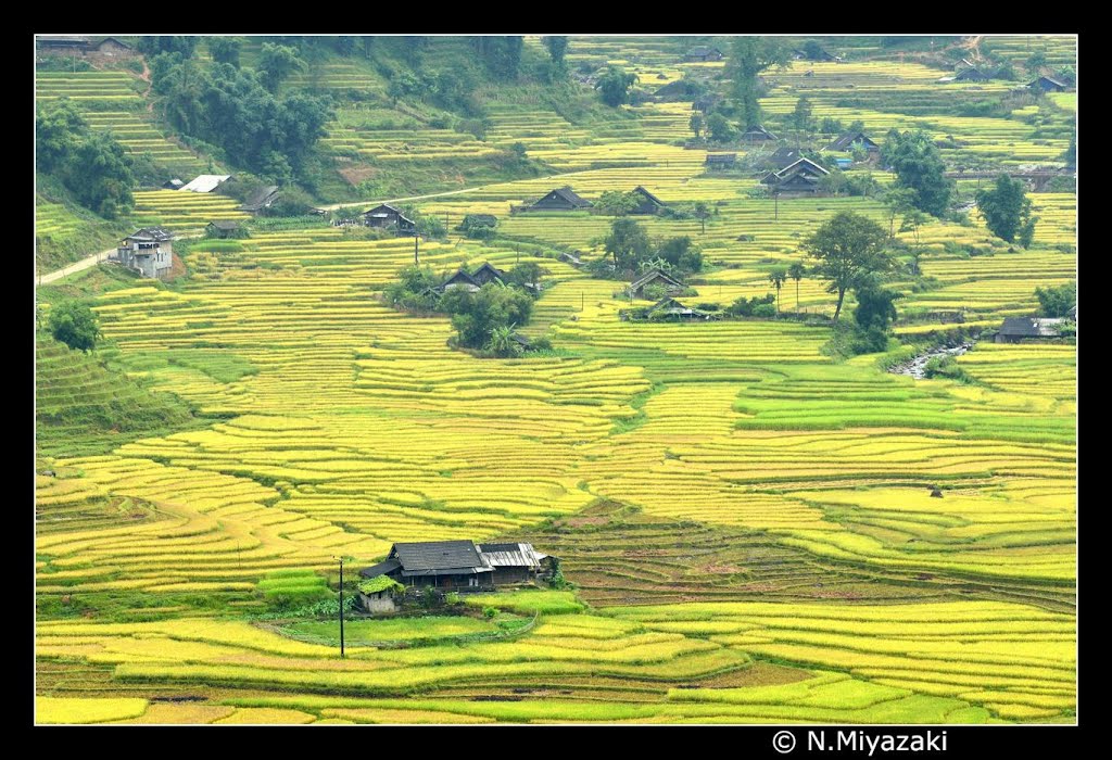 Rice Paddy Art - Lao cai - Sapa by Miyazaki Norihito