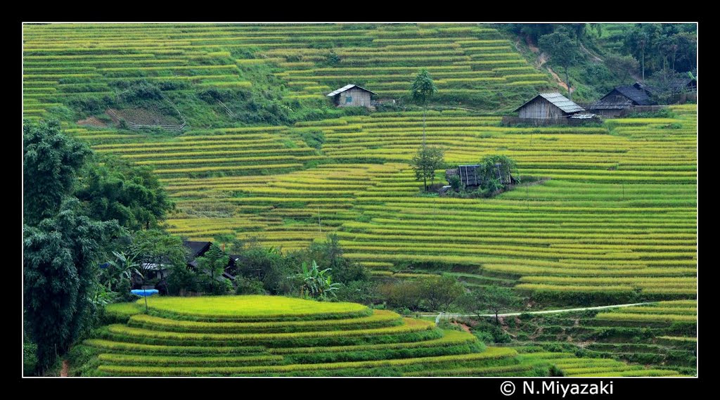 Rice Paddy Art - Lao cai - Sapa by Miyazaki Norihito