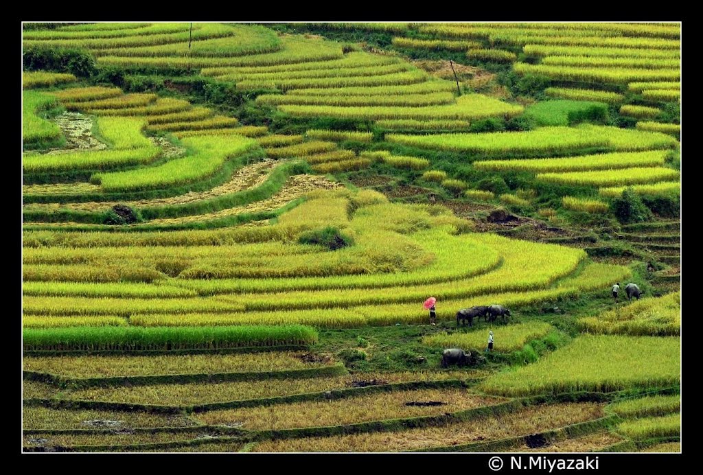 Rice Paddy Art - Lao cai - Sapa by Miyazaki Norihito