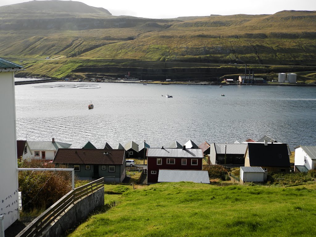 Vágur, Faroe Islands, on 2 October 2012 when a group of pilot whales got transmitters attached to them for scientific reasons, and driven out of the fjord again by Eileen Sandá