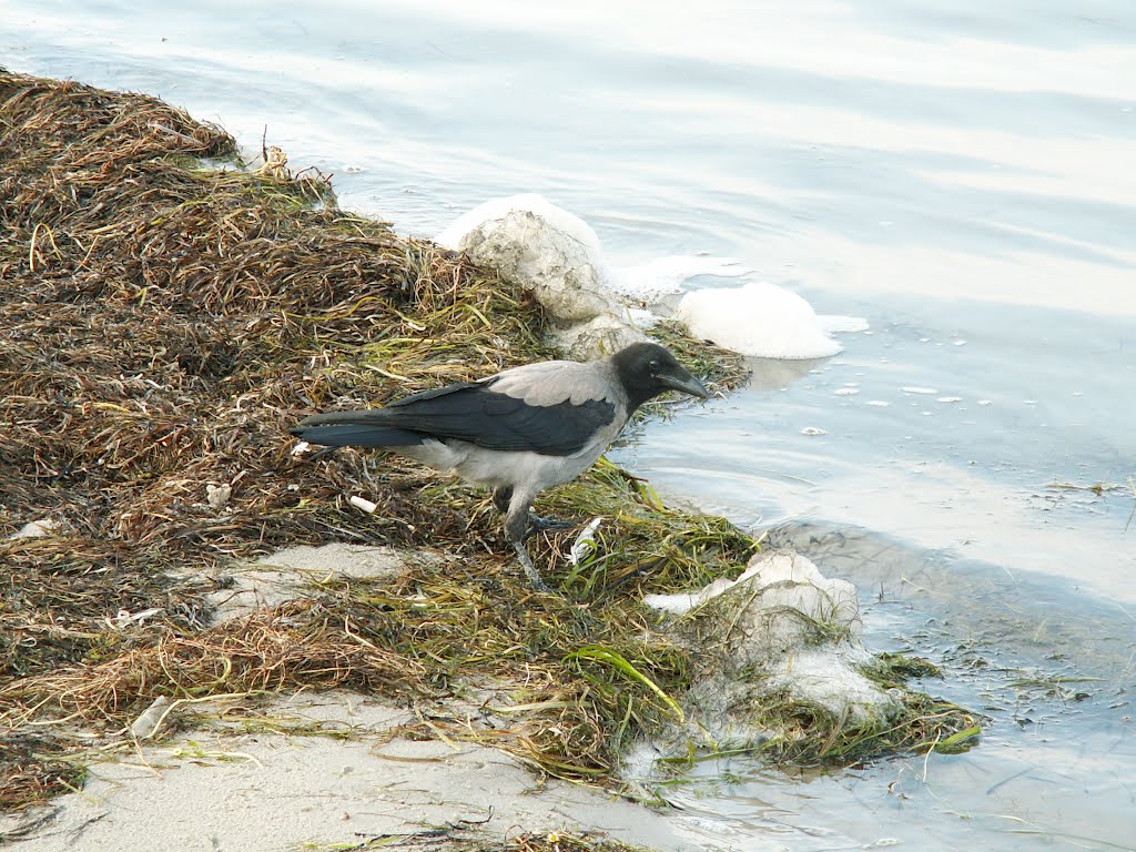 Hooded crow by kotkowytka