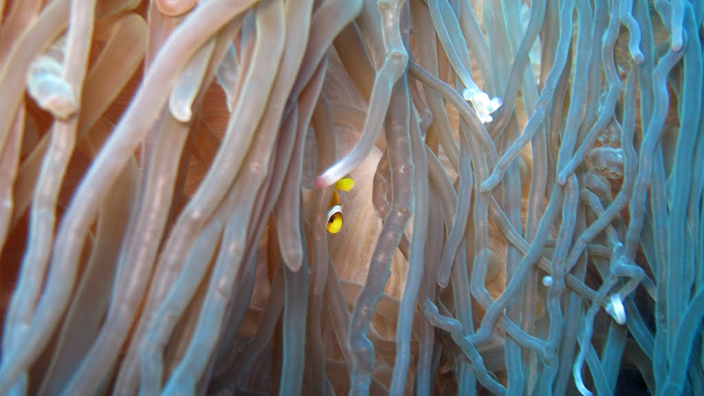 Petit Clown Marsa Alam Egypte by Fabien Vuillemot