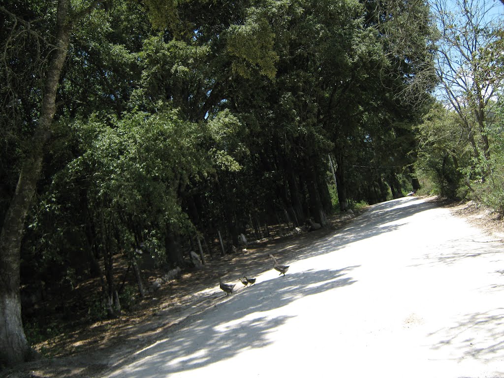 Patos cruzando el camino rumbo a Laguna de Servin by Cesarge