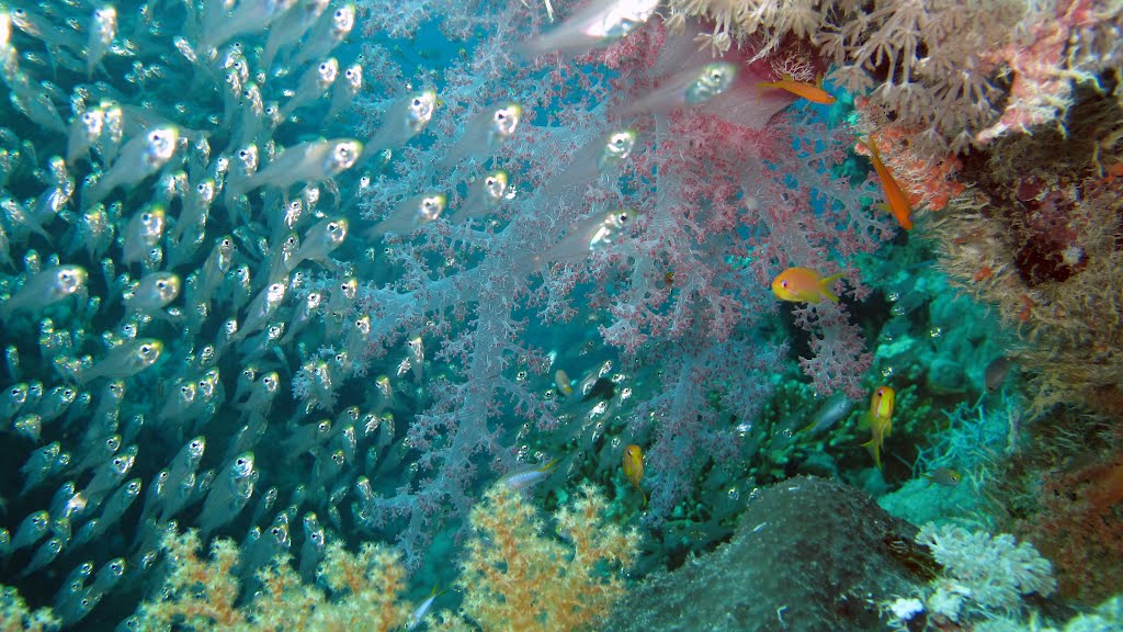 Glass fish Marsa Alam Egypte by Fabien Vuillemot