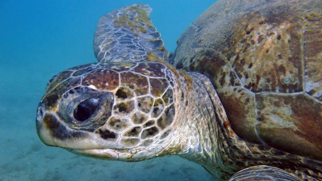 Tortue Marsa Alam Egypte by Fabien Vuillemot