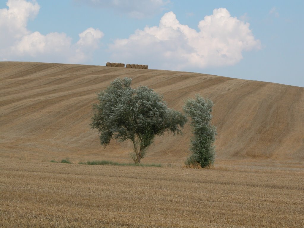 Toscana by CUCCIOLO