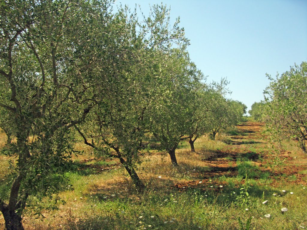 Danza delle olive. Giungano, Cilento 2012 by ludmila alpern