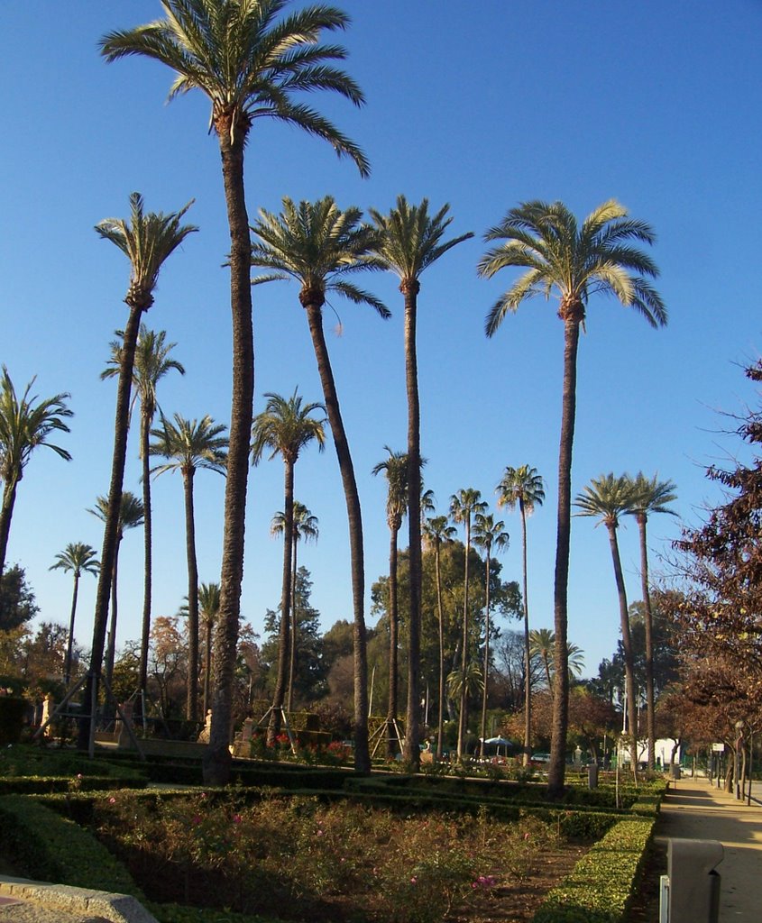 Palmeral en el Parque de María Luisa by Barcida_CT