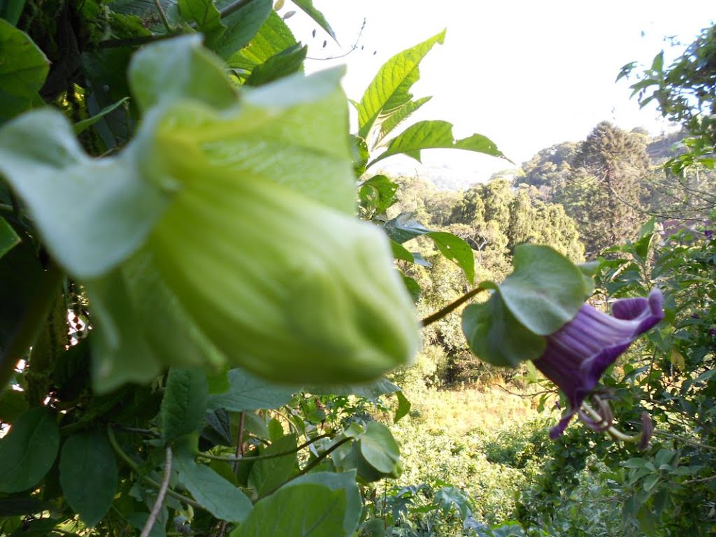 Parque Natural Municipal de Petrópolis by Fabio dark