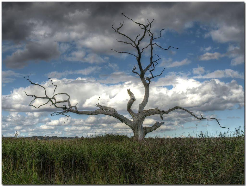 Guardian of Snape Marshes, Iken by Herb Riddle