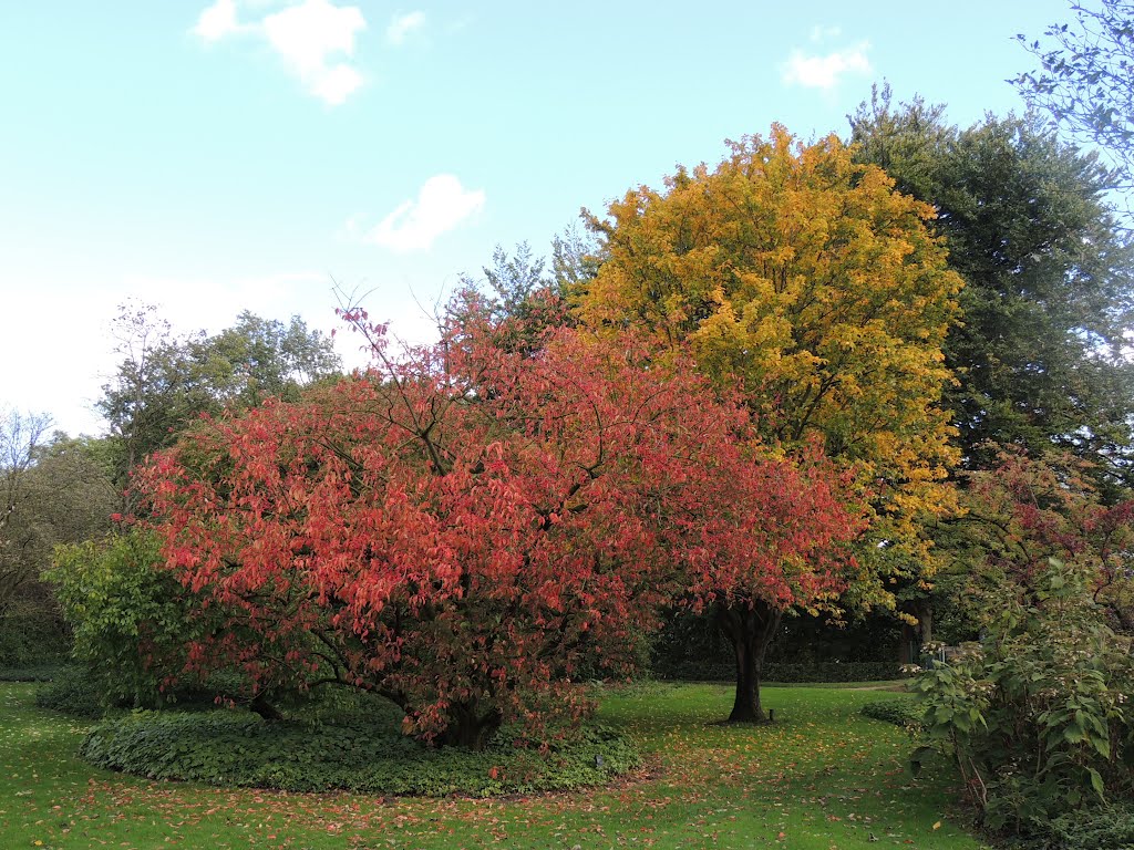 EUONYMUS en SORBUS alnifolia - Belmonte Arboretum, Wageningen. by Ria Wentink