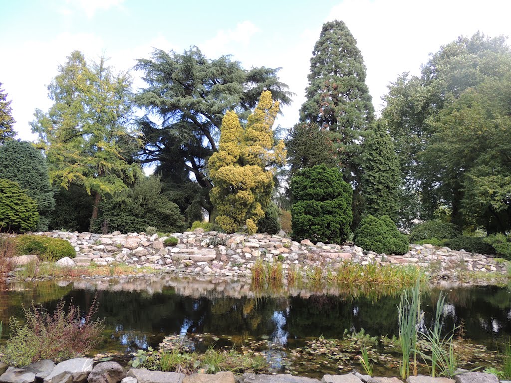 MONUMENTALE BOMEN - De Dreijen - Het kleine Arboretum,Wageningen. by Ria Wentink