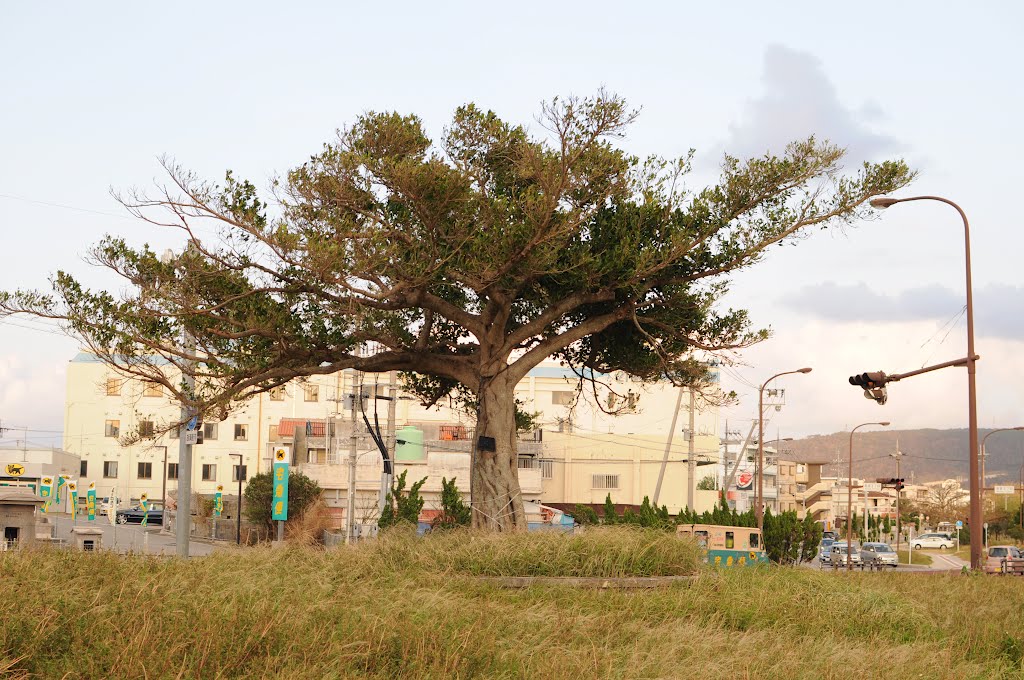 Miyazato, Nago, Okinawa Prefecture 905-0011, Japan by YANBARU