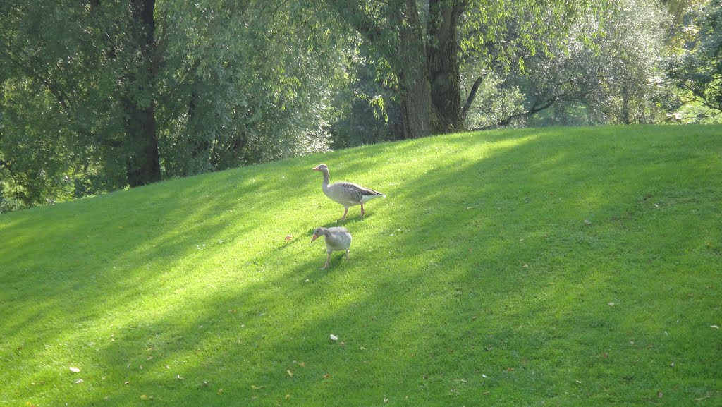 Duck walking on the grass of the "Olympiapark" - Munich by Diego Giuseppe