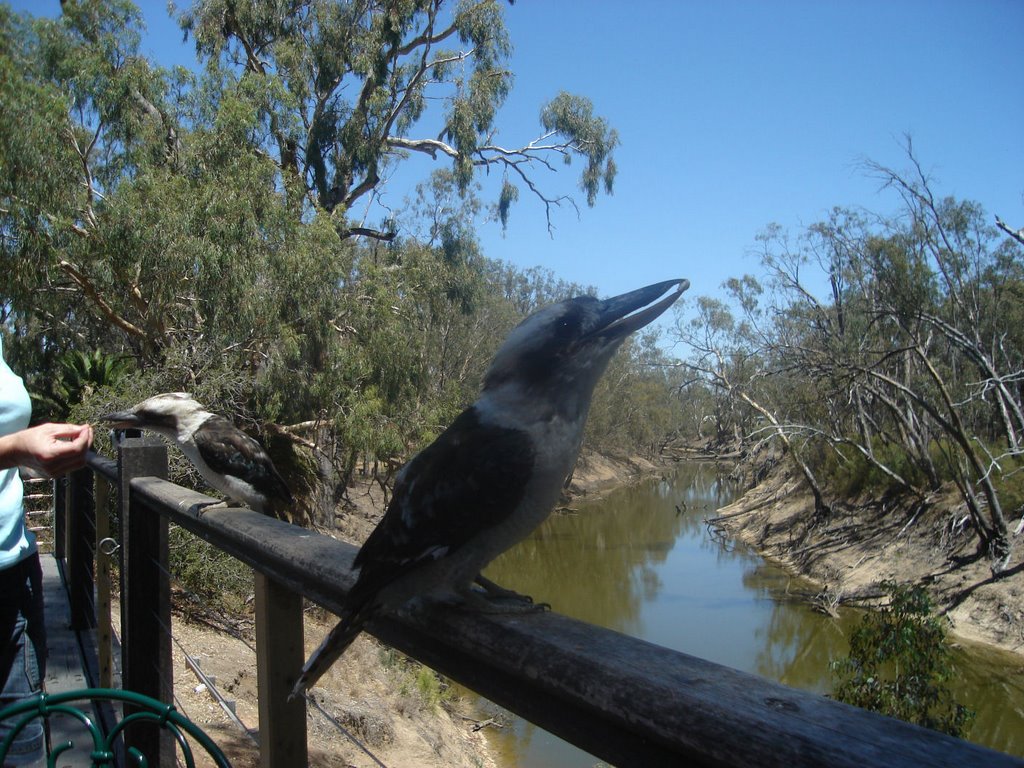 Kookaburra at Echuca by Lobster1