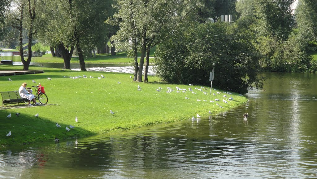 Ducks in the lake of the "Olympiapark" - Munich by Diego Giuseppe