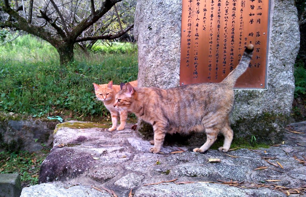 筑紫野市 武蔵寺 - 二匹の猫 2012.10 (Buzō-ji - Two cats) by Pot-8-Os