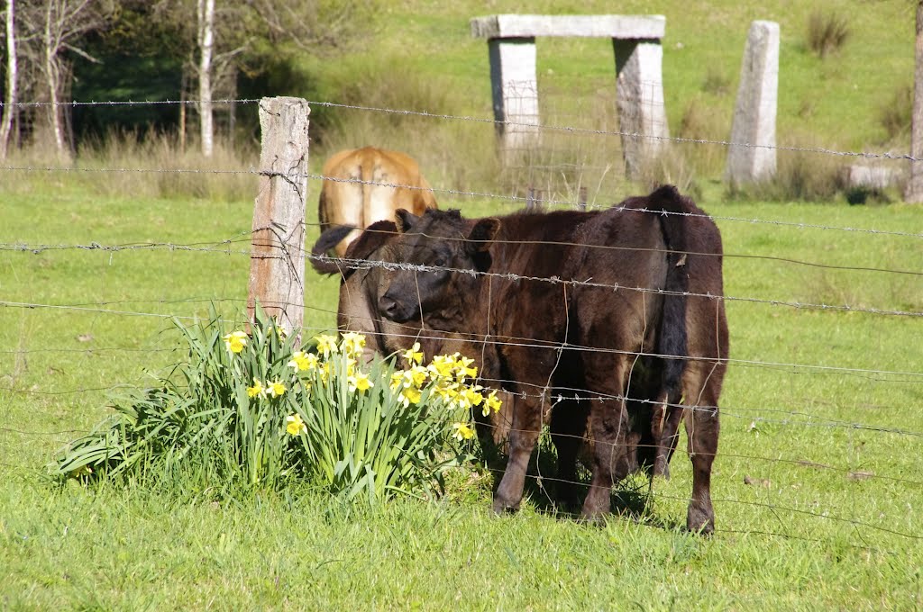 Daffodils and Angus: is there a meal in that? by snucklepuff