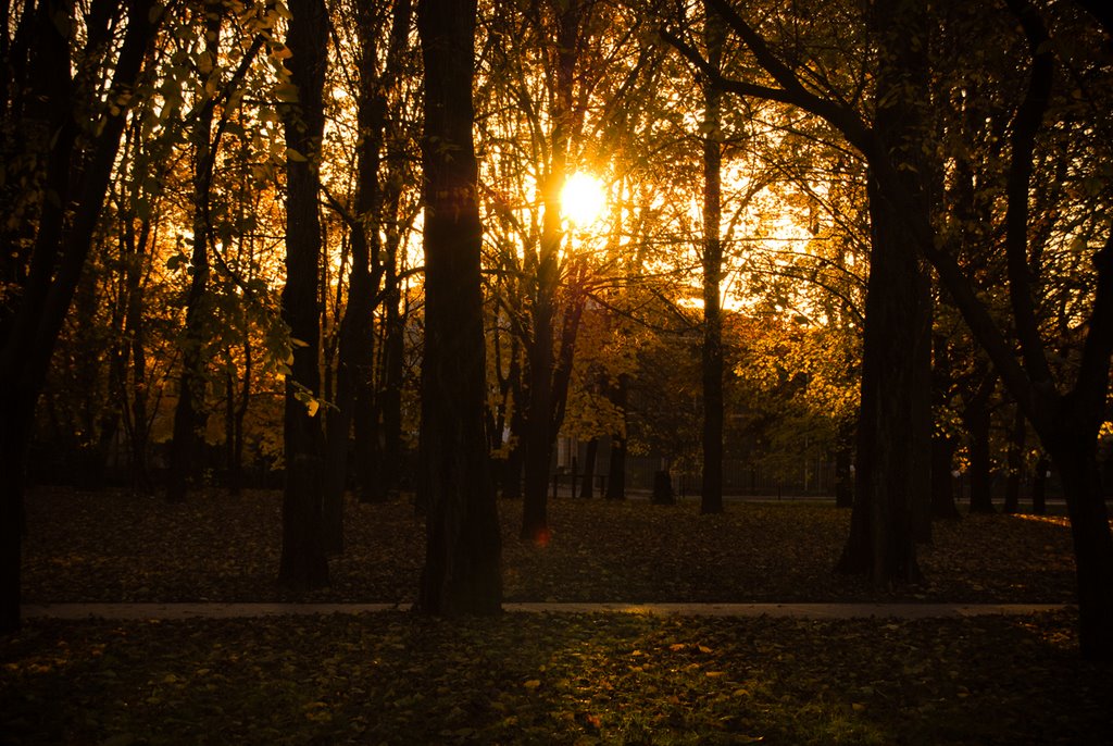 Sunset in the wood by Vetto