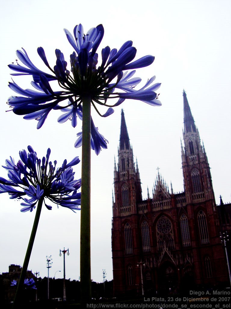 Catedral by Diego A. Marino