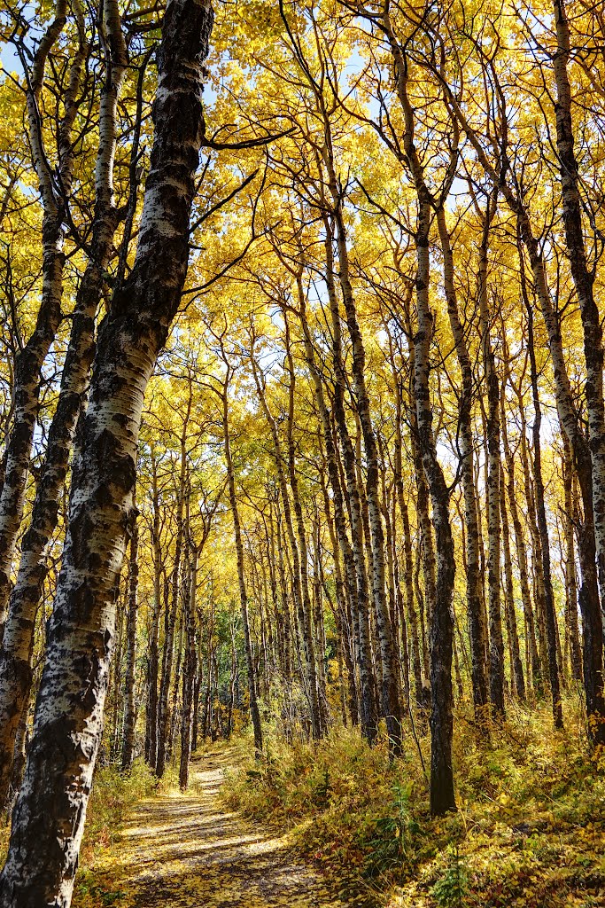 A Poplar Trail by Brian Constantine