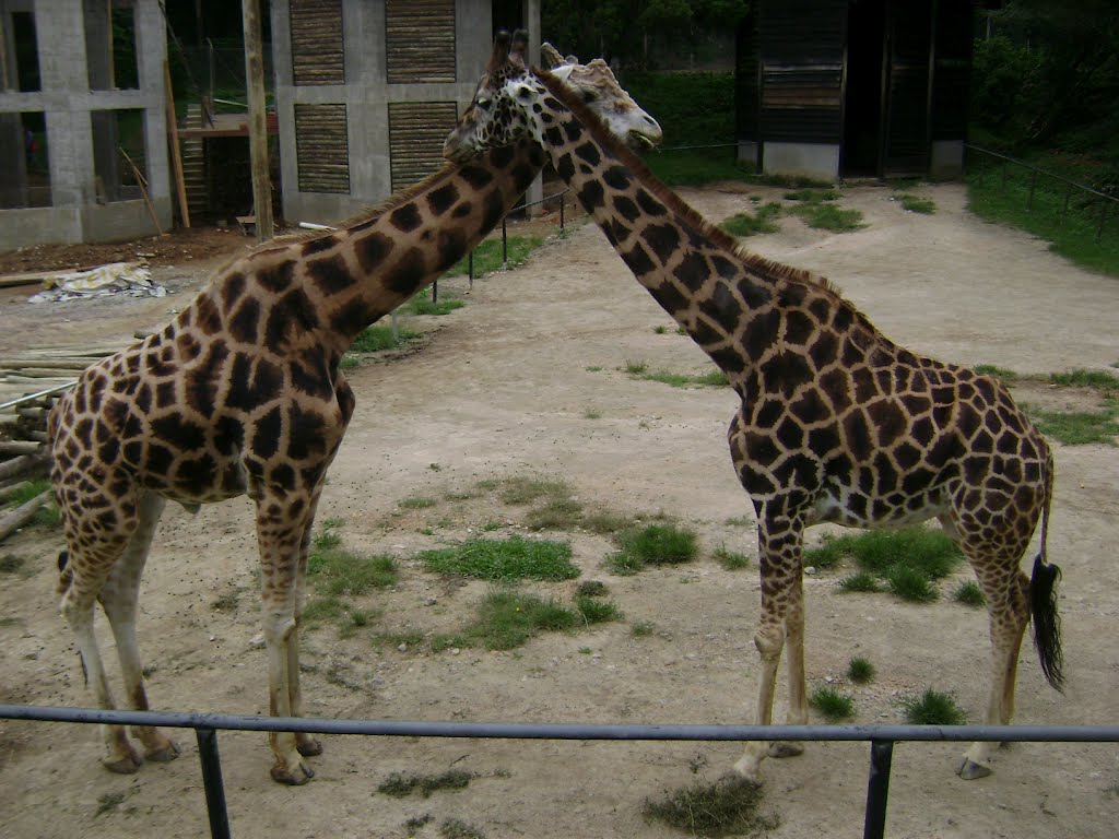 Zoologico de Curitiba, PR, 2008 by Predador