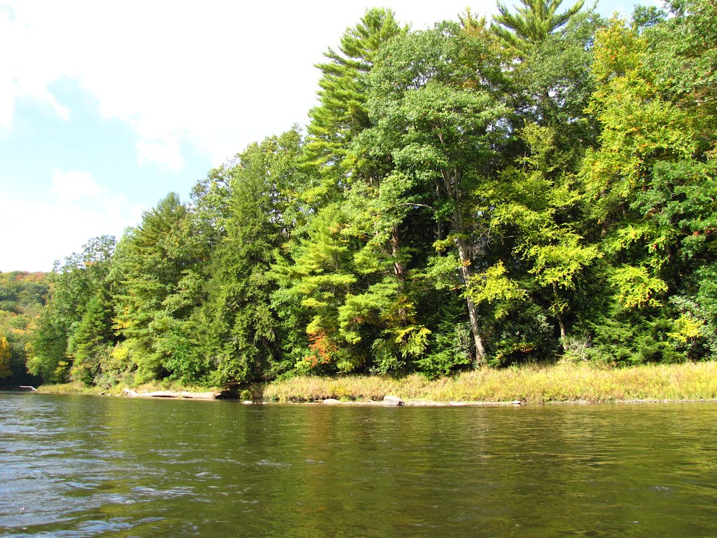 Clarion River Driftlogs by Chris Sanfino