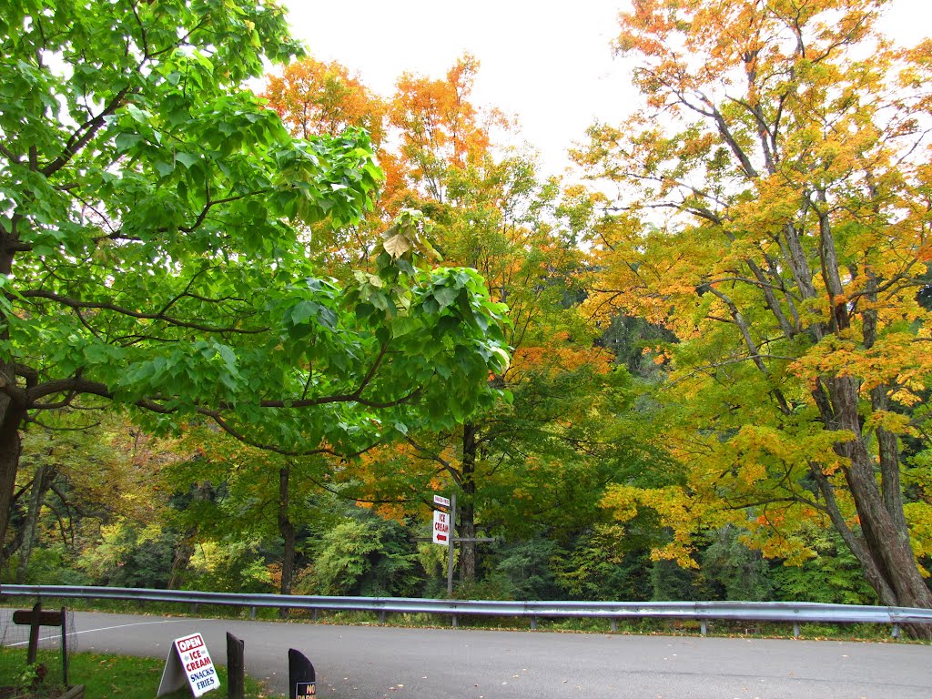 Clarion River Road Catawba Tree by Chris Sanfino