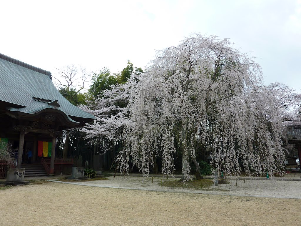 栄福寺 2012/04/06 by ぐっぐぐー