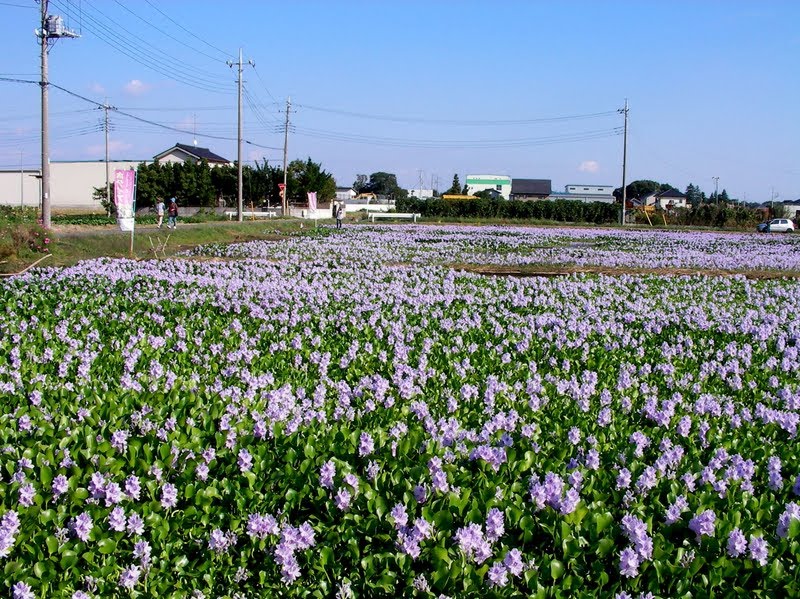 道の駅童謡のふる里おおとね ホテイアオイの花 by 咲太鰻