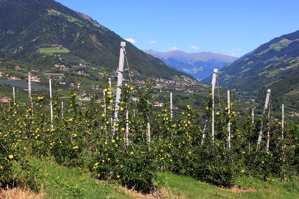 Dorf Tirol Apfelplantagen by Uwe Häntsch