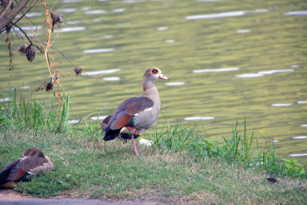 Nilgans an der Mosel by Mario Steiner