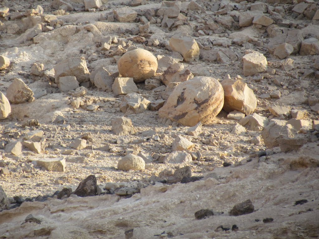 קבוץ יהל, בולבוסים בנחל יעלון ,ישראל by ‫יוסף אבן כסף‬‎