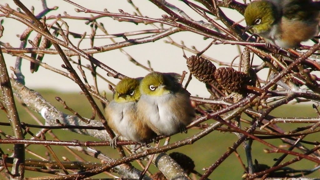 Wax eyes, cold winters morning, Queenstown, New Zealand by fredalot