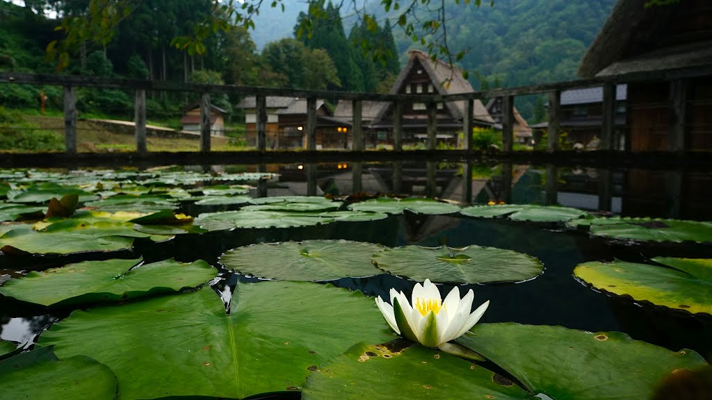 Suganuma Gasshozukuri houses, Gokayama, Toyama 菅沼合掌造集落、五箇山、富山 by kodachi