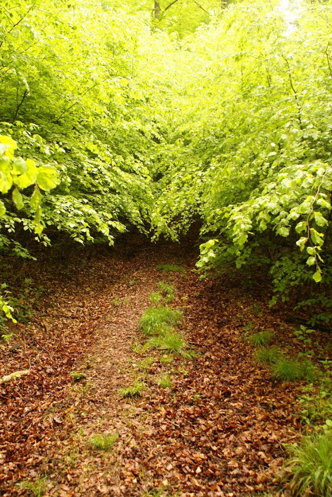 Im Kleinen Andreasbachtal (Harz) by Altmeister