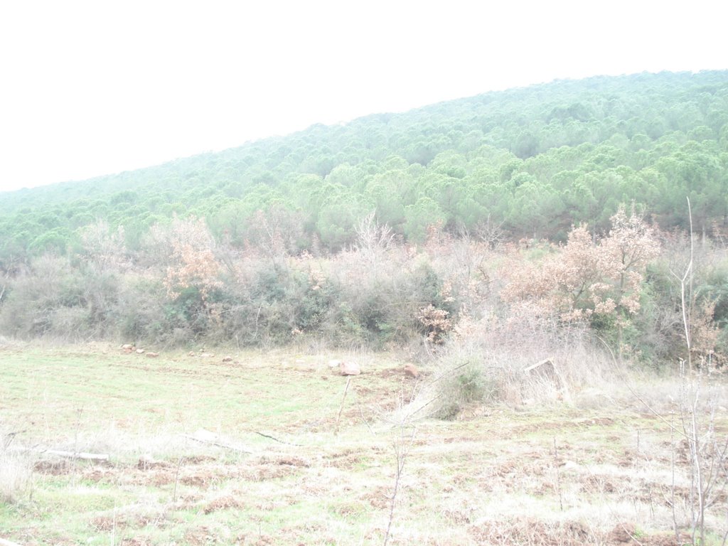 10330 Kızılgür/Sındırgı/Balıkesir, Turkey by nihat çetin