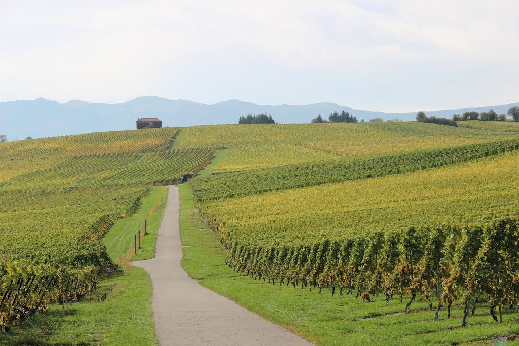 Vineyards near Dardagny by 6004592