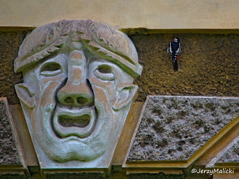 Zamek w Żaganiu by Jerzy Malicki