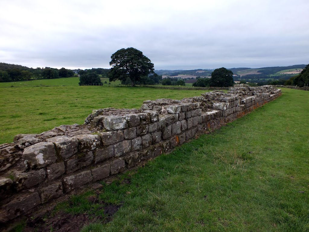 Planetrees Wall by Ozymandias