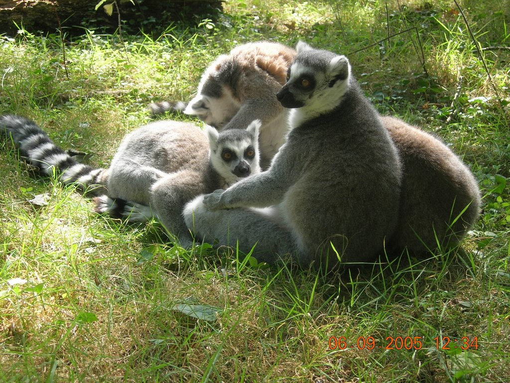 Lemurs by Niall Kane