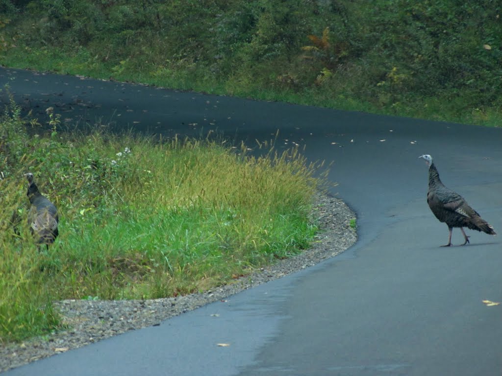 Wild Turkeys on River Road by Chris Sanfino