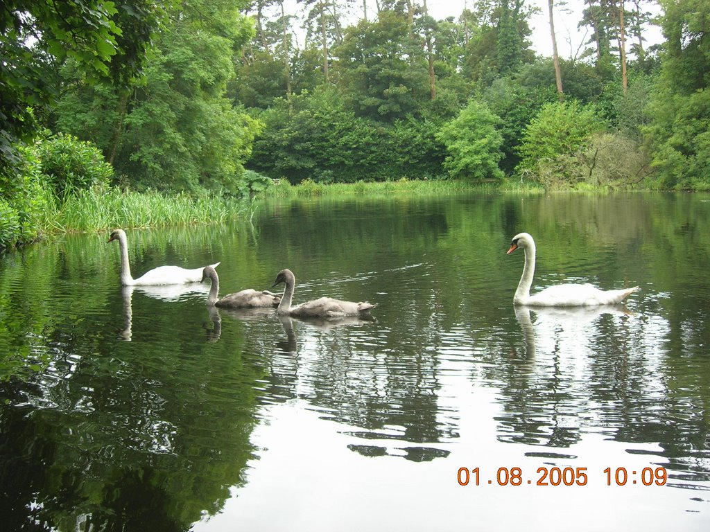 Swans on Lake by Niall Kane