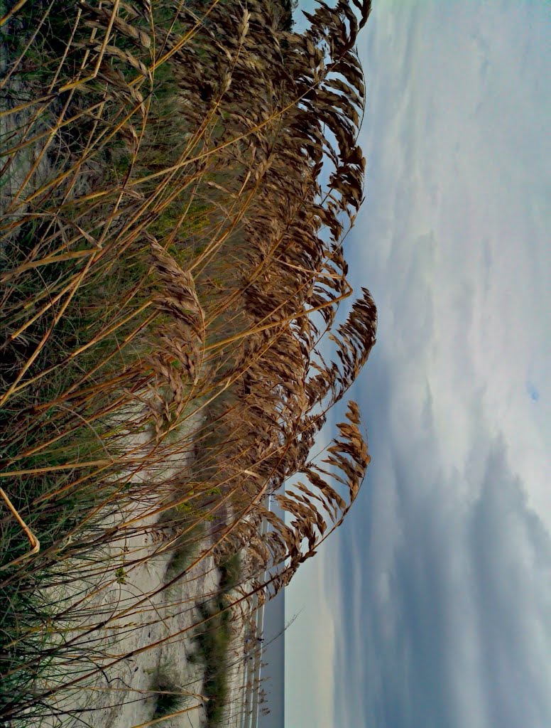 Great Dunes Park Sea Oats by subnoize