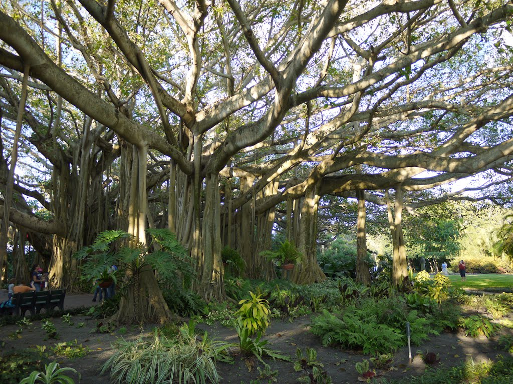 Cypress Gardens by KBC 7061