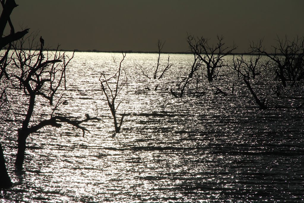 Menindee Lake, outback BSW by Rosemary Treyvaud