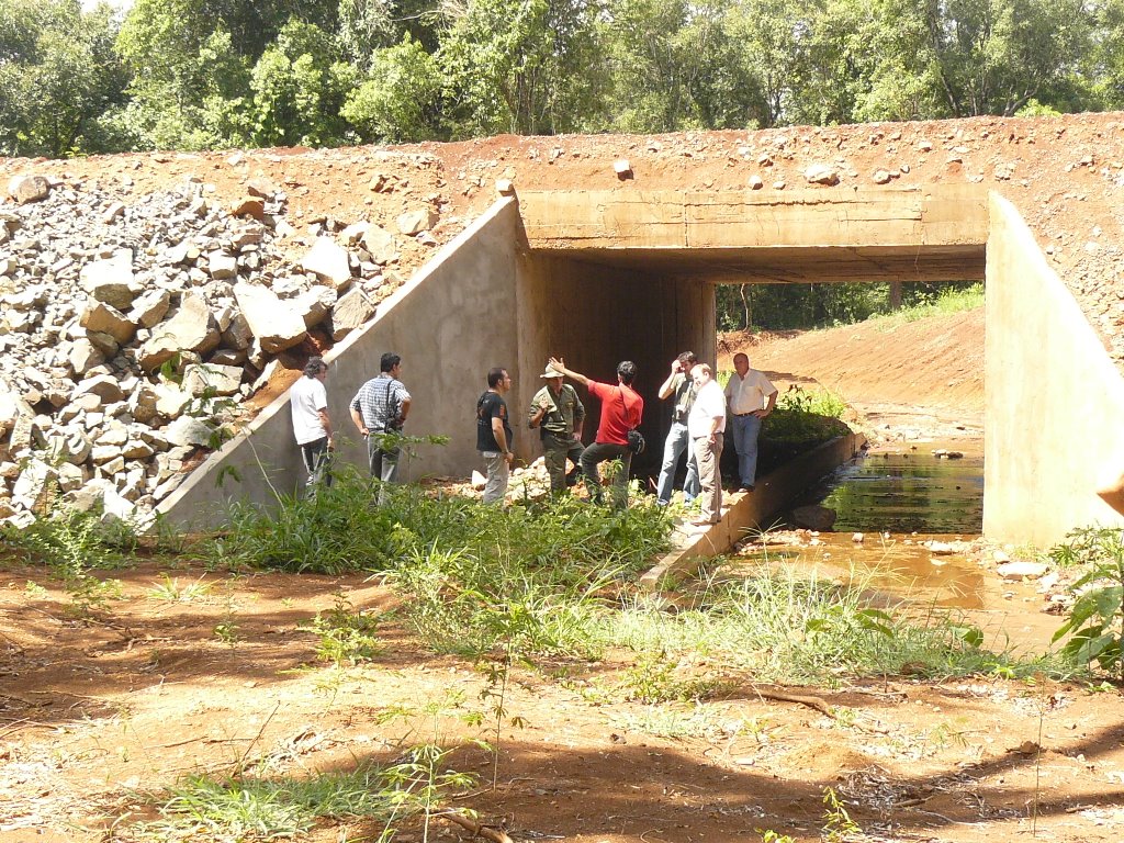 Pasafauna en ruta 101, Corredor de Biodiversidad Urugua-í - Foerster, Conservación Argentina by diegomv