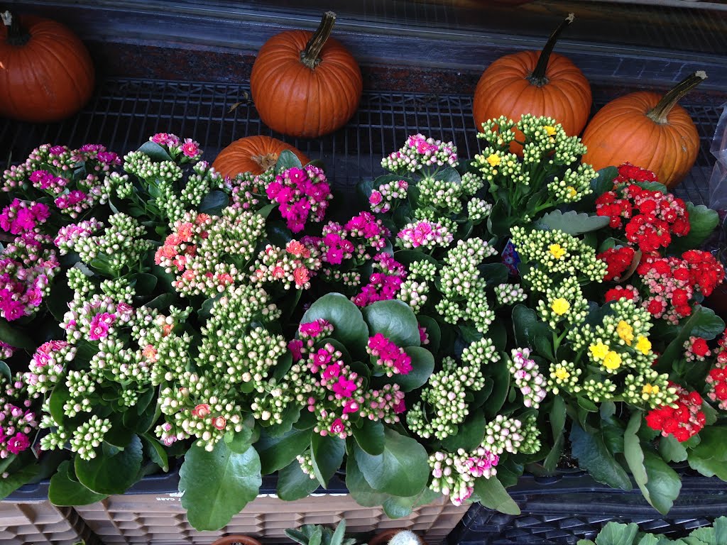 Flowers especially for you in Mid Town Manhattan. "Autumn 21SepTo21Dec ." by Nasir Uddin