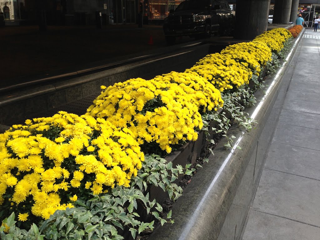 Flowers especially for you in Mid Town Manhattan. Micro Photography. "Autumn 21SepTo21Dec ." by MrNAASSIR